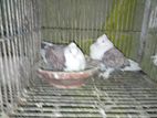 Pigeon Sell Female 2 Ta