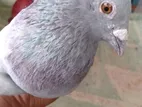 Pigeon Sell Post