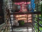 Pigeon with Cage for sell