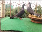 Pigeons For Sale