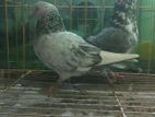 pigeons for sell