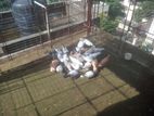 Pigeons for sell