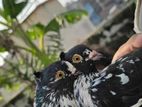 Pigeon for sale