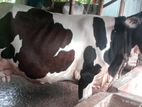 পিজিয়াম পেগনেন্ট গাভী
