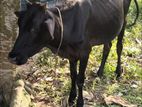 পিজিয়াম বকনা