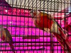 Pinaple Conure Master Pair