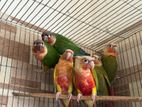 Pinapple Conure for sell