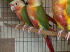 Pinapple conure running pair with dna single female available