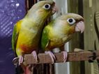 Pine Apple Conure Baby