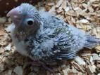 Pine Apple Conure Baby