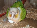 Pine apple conure