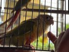 Pine apple conure pair breeding