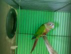 pine Apple conure red factor