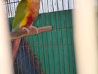 PineAple Conure