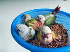 pineaple conure tame size baby
