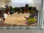 pineapple Conure & Yellow sided baby