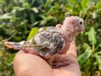 Pineapple Conure Baby