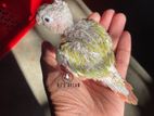 Pineapple Conure Baby