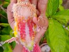 Pineapple Conure Baby
