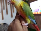 Pineapple Conure Baby