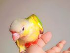 Pineapple Conure Baby