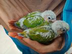 Pineapple conure baby