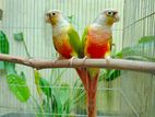 Pineapple conure bonding pair