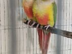 Pineapple conure breeding pair for sell