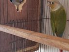 pineapple conure breeding pair