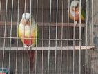 Pineapple conure breeding pair with full setup