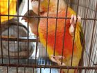 Pineapple Conure Double Red Factor