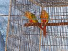 Pineapple Conure Double Red Factor Running Master Pair