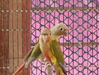 pineapple conure double red factor running pair