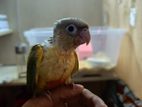 Pineapple conure Double red factor tame size baby