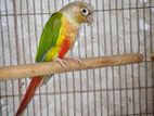 Pineapple conure female (running) কনুর