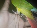 Pineapple conure