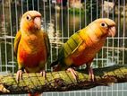 Pineapple Conure