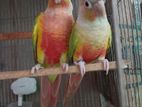 pineapple conure sell