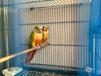 Pineapple Conure brid