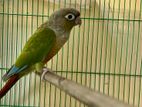 Pineapple Conure