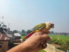 pineapple conure