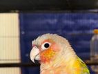 Pineapple conure