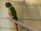 Pineapple Conure