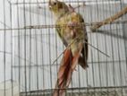 Pineapple Conure