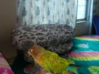 Pineapple Conure