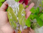 Pineapple Conure
