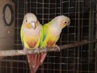 Pineapple Conure