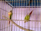 Pineapple Conure