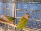 Pineapple Conure