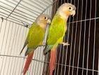 Pineapple Conure
